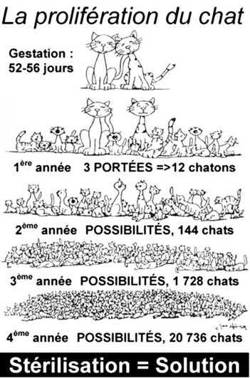 Prolifration des chats